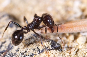 Ant