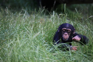 Chimpanzee