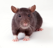 Rat
