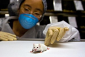Mouse