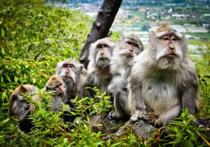 Macaque family