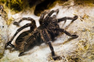 fear, phobias