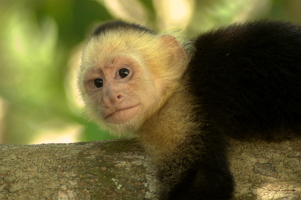 Capuchin Monkey